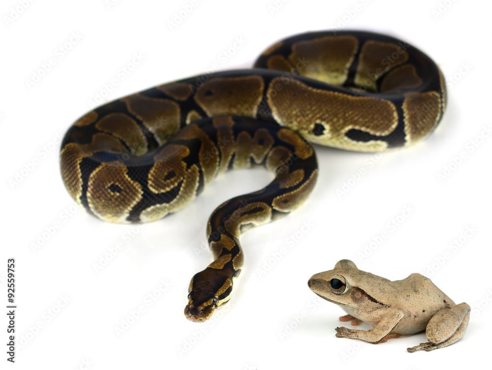 Royal Python, or Ball Python in studio against a white backgroun Royal Python, or Ball Python in studio against a white backgroun