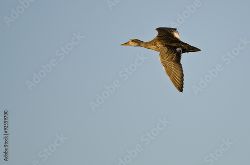 Gadwall Duck Flying in a Blue Sky