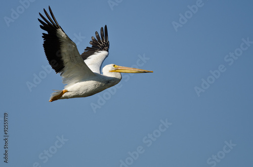 American White Pelican Flying in a Blue Sky