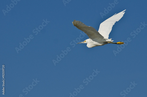 Snowy Egret Flying in a Blue Sky