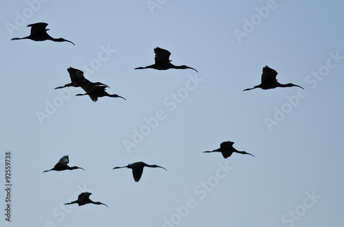 Flock of Silhouetted White-Faced Ibis Flying in a Blue Sky