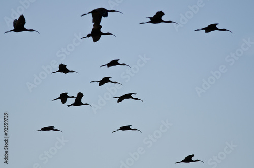 Flock of Silhouetted White-Faced Ibis Flying in a Blue Sky © rck