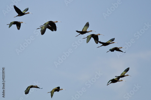Flock of White-Faced Ibis Flying in a Blue Sky