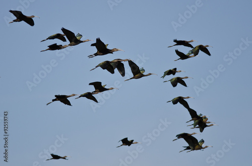 Flock of White-Faced Ibis Flying in a Blue Sky © rck
