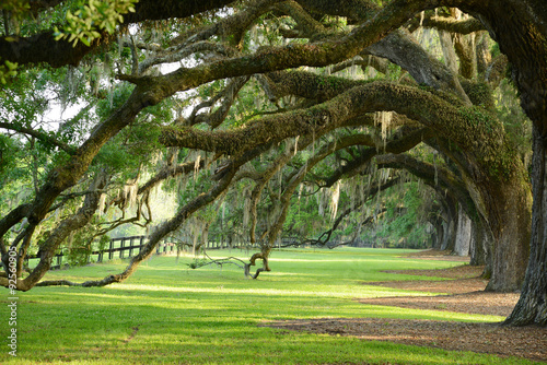 oak row