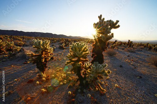 cholla cactus garden