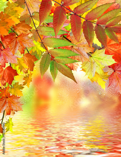 Autumn foliage. Golden Autumn.