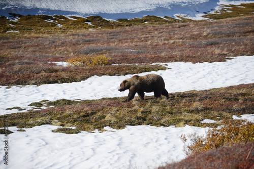 grizzly bear in denali photo