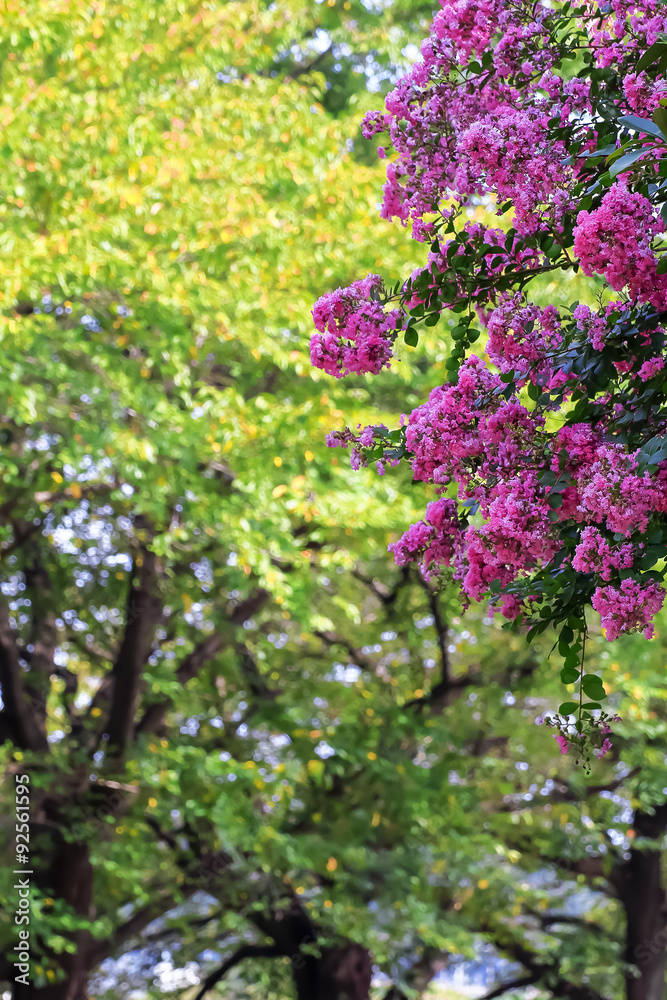 サルスベリの花 サルスベリの花