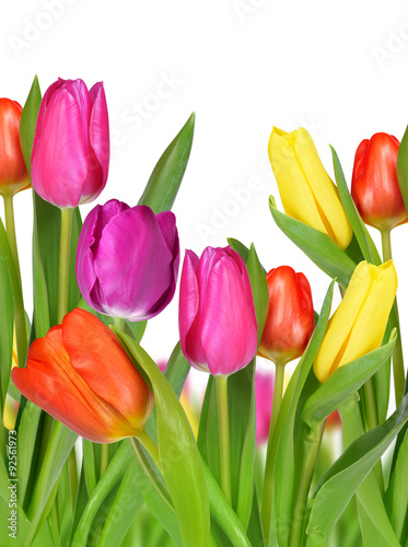 Purple, yellow and red tulip with green leaf isolated on white background
