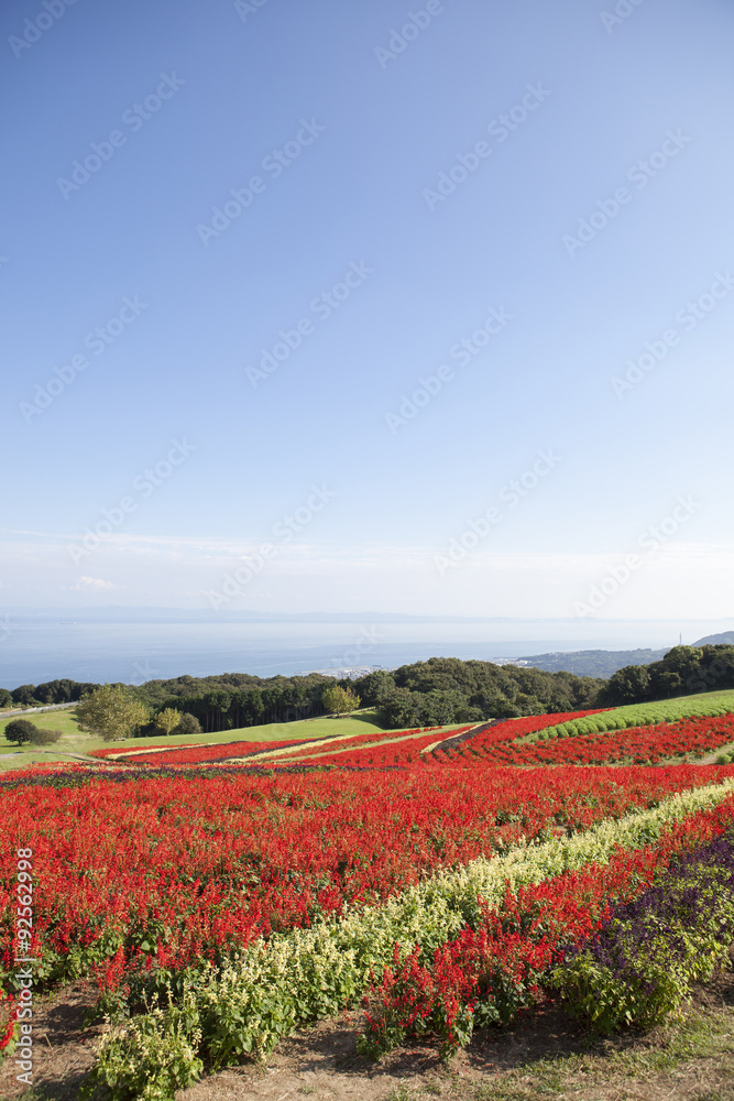 青空と赤いサルビアの花畑