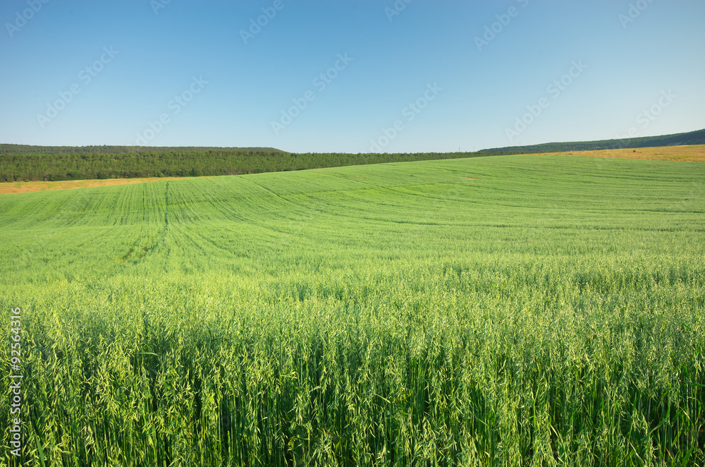 Meadow of oats.