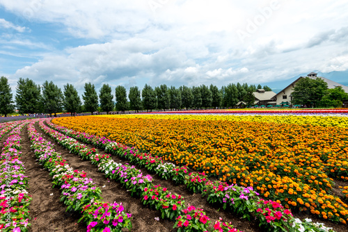 Fototapeta Naklejka Na Ścianę i Meble -  Hokkaido Colorful flower, Japan Jul 2015