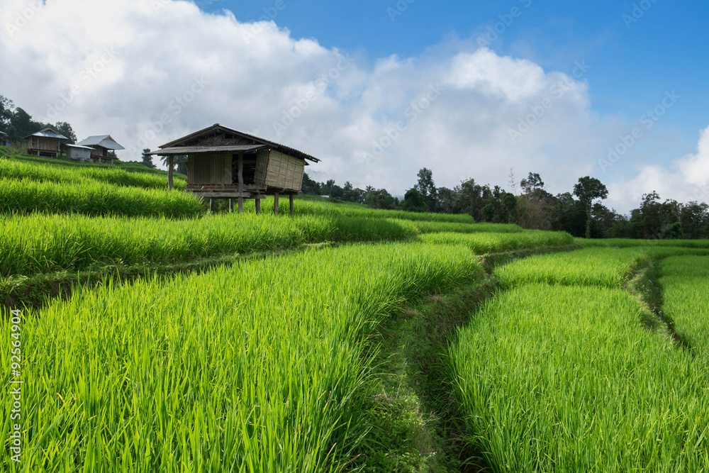 Rice field, Rural mountain view, Beautiful landscape Rice field, Rural mountain view, Beautiful landscape