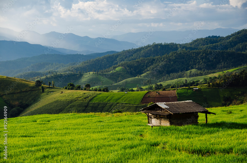 Rice field, Rural mountain view, Beautiful landscape