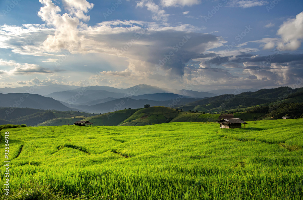 Rice field, Rural mountain view, Beautiful landscape