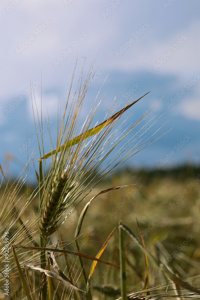 Fototapeta premium barley field in summer