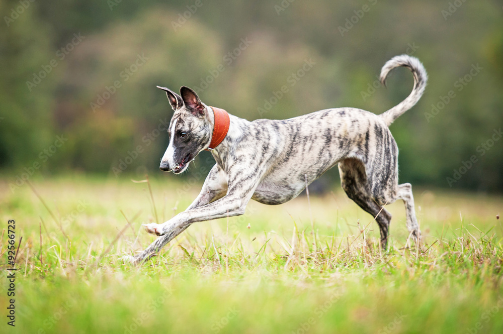 Happy whippet dog playing on the field