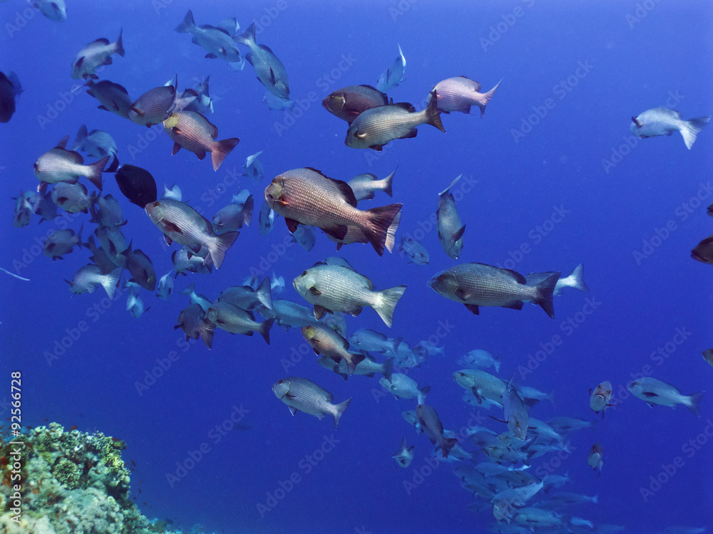 Obraz premium red snapper school