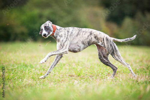 Funny whippet dog playing with a grass
