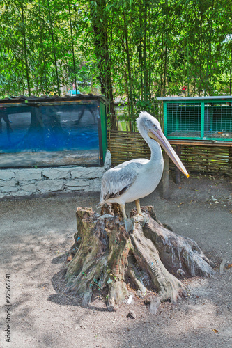 Pilican at the zoo photo