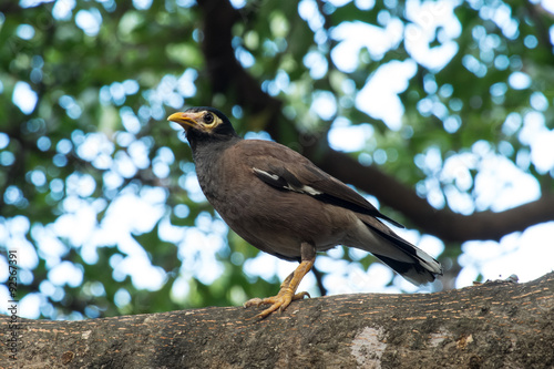 bird tristis acridotheres common myna photo