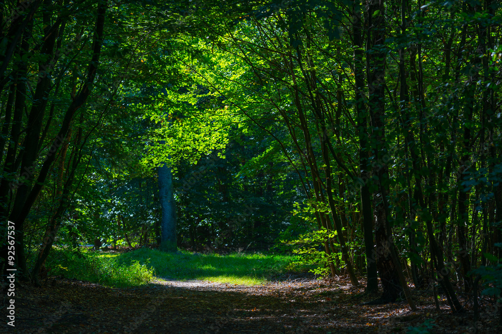 Obraz premium Footpath through a sunny forest in autumn