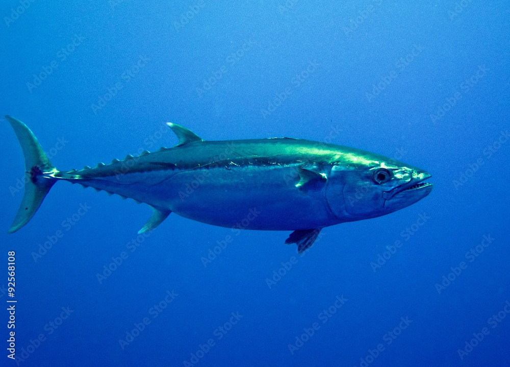 Fototapeta premium Tuna