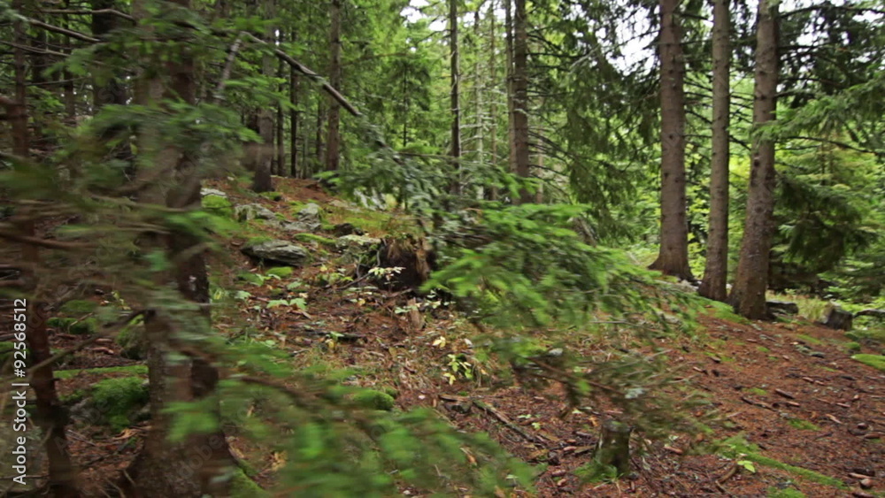 Personal perspective of walking on a path in the pine forest in mountain. Personal perspective of walking on a path in the pine forest in mountain.