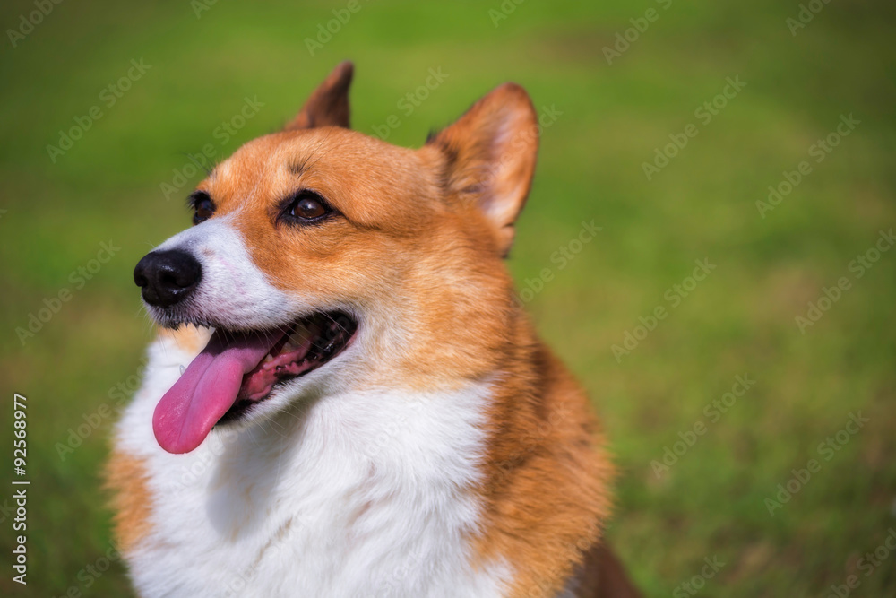 Welsh Corgi Pembroke dog Welsh Corgi Pembroke dog