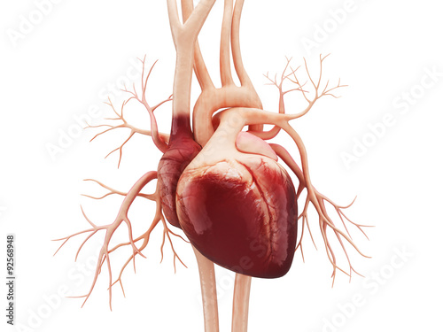 Obraz na płótnie Anatomy of Human Heart