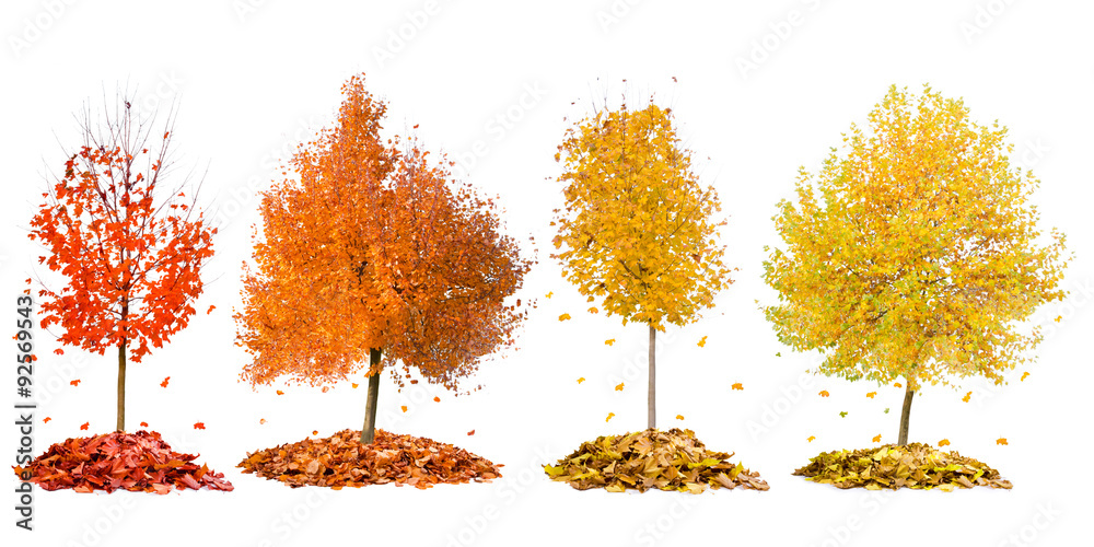 Fototapeta premium Autumn trees