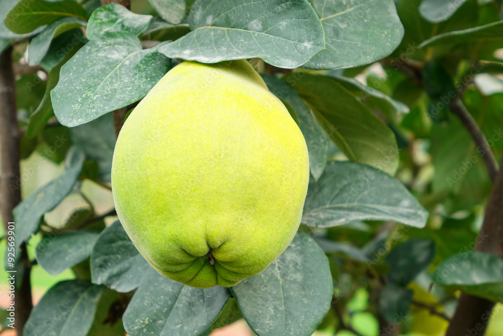 Ripening sweet quince fruits growing on a quince tree branch