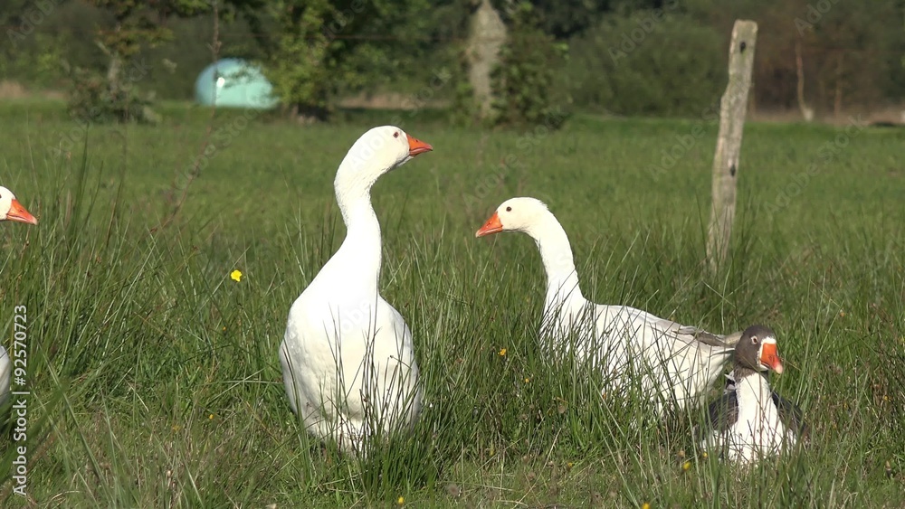 White geese on meadow White geese on meadow