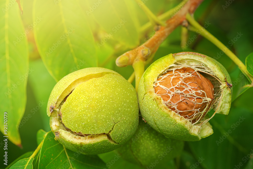 Ripe open green walnut fruit on branch - obrazy, fototapety, plakaty 