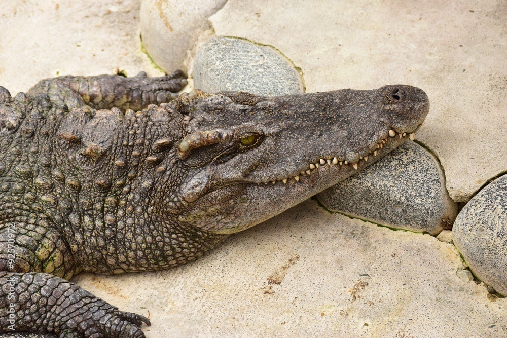 Obraz premium ワニ