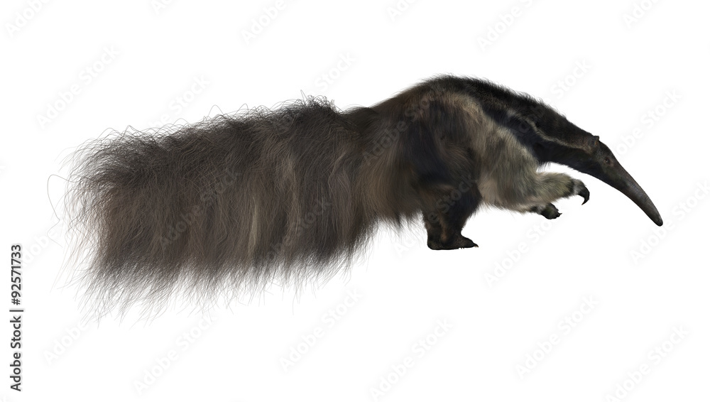 Obraz premium Giant Anteater
