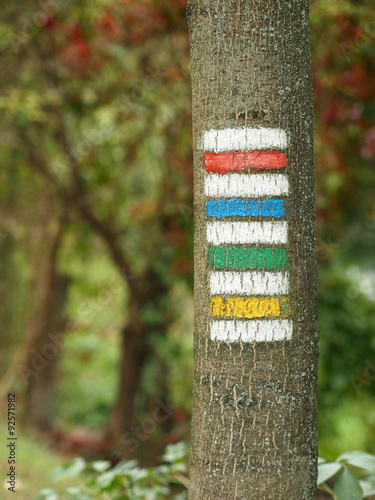 Yellow, green, red and blue tourist signs drawn on an ash tree trunk in the czech countryside.