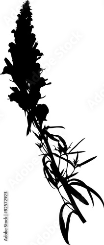 black long wildflower inflorescence isolated on white