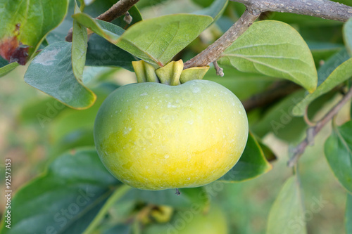 Ripening persimmon fruits growing on a persimmon tree branch