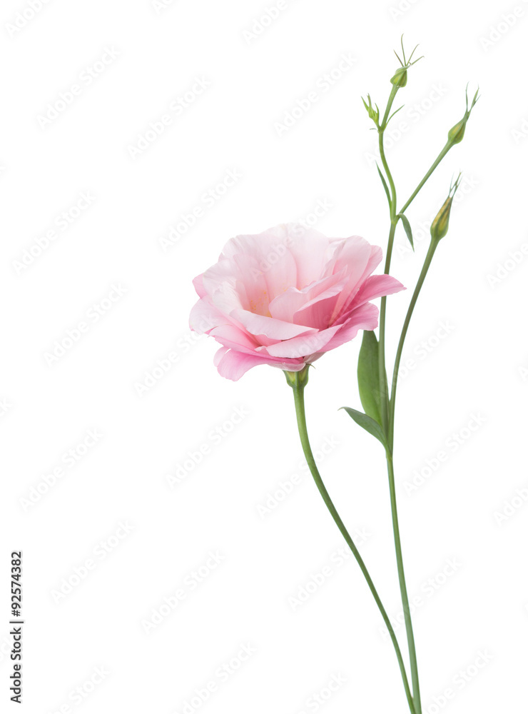 Light pink flower ( Eustoma) isolated on white.