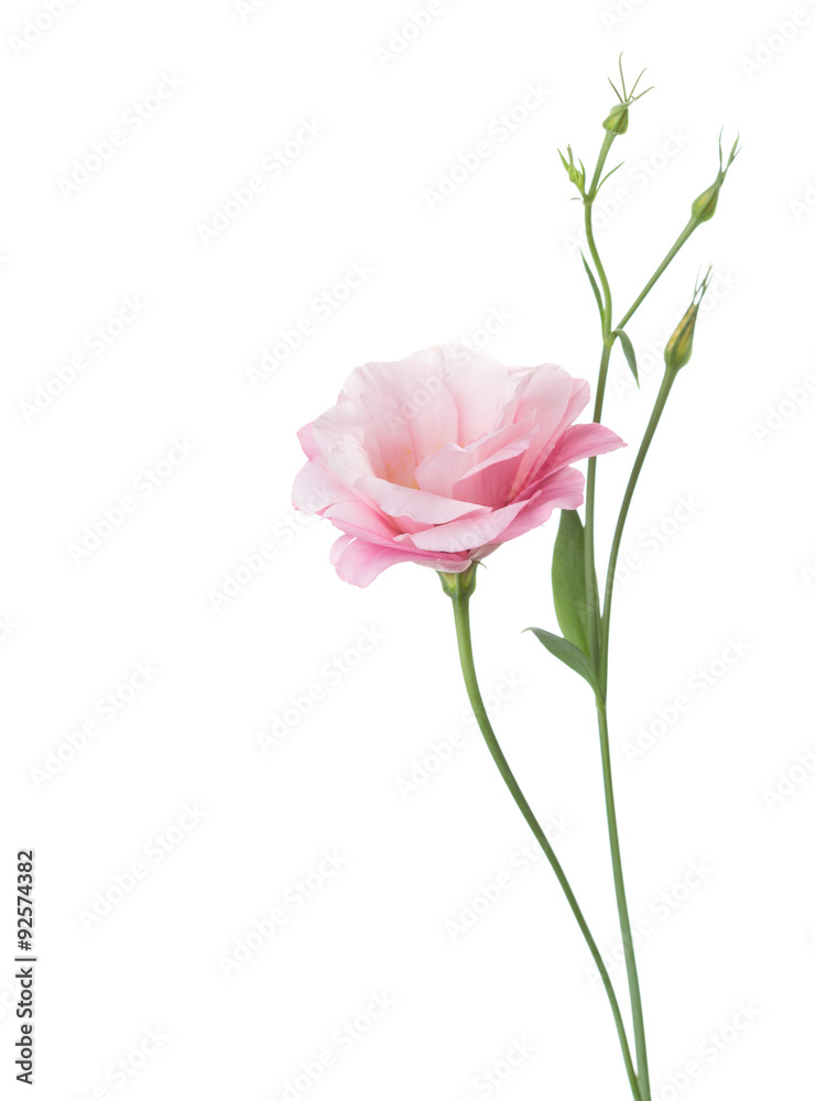 Light pink flower ( Eustoma) isolated on white. Light pink flower ( Eustoma) isolated on white.