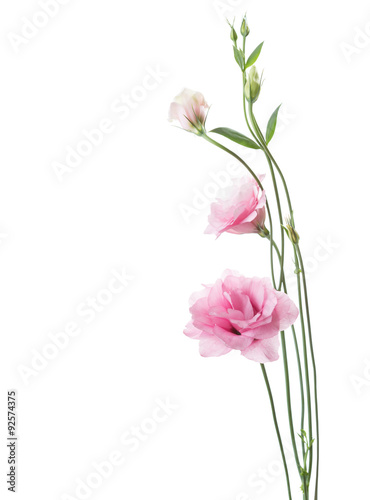 Fototapeta Naklejka Na Ścianę i Meble -  Light pink flowers  isolated on white. Eustoma