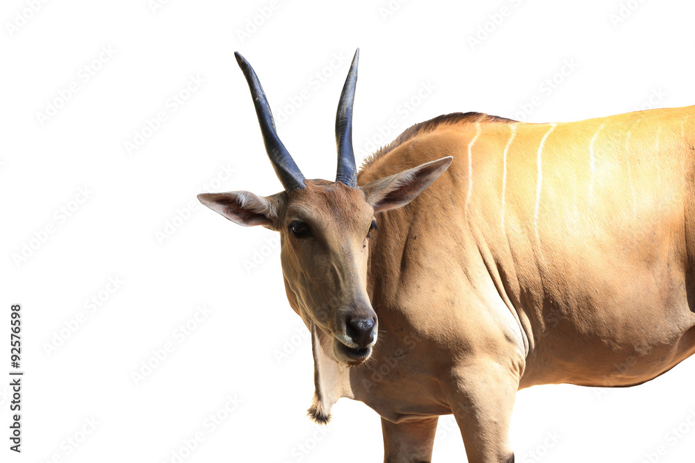 Sand gazelle isolated Sand gazelle isolated