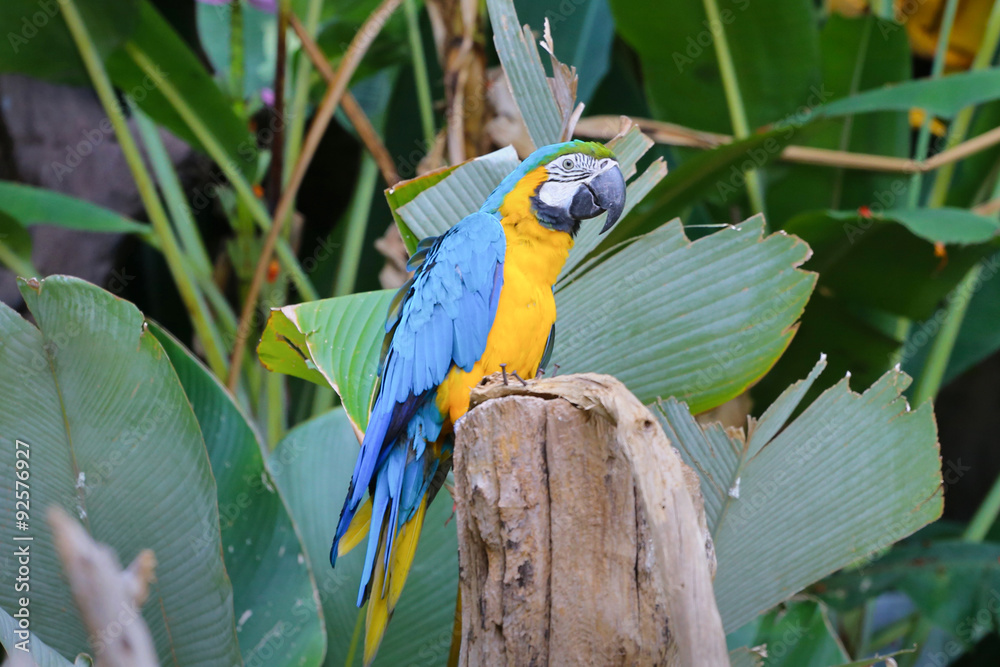 Obraz premium Blue-throated Macaw (Ara glaucogularis)