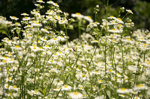 chamomile
