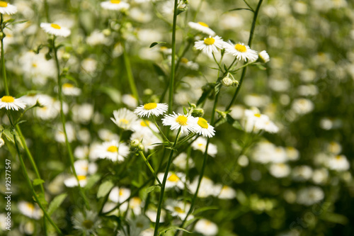 chamomile