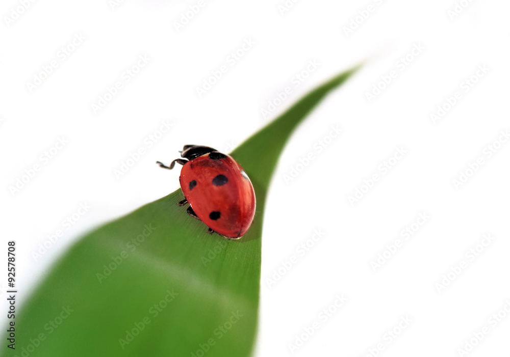 coccinelle parcourant une feuille sur fond blanc coccinelle parcourant une feuille sur fond blanc