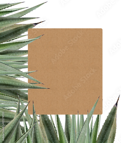  papier kraft sur épines d'agaves  photo