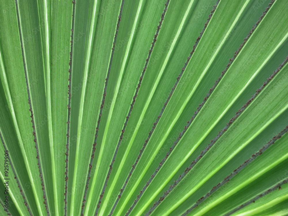 Palm leaf Palm leaf